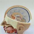 Завод питания человека артерии модель мозга 